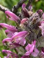 Image of Rocky Mountain Lousewort