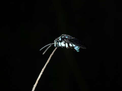 Image of Thyreus nitidulus (Fabricius 1804)