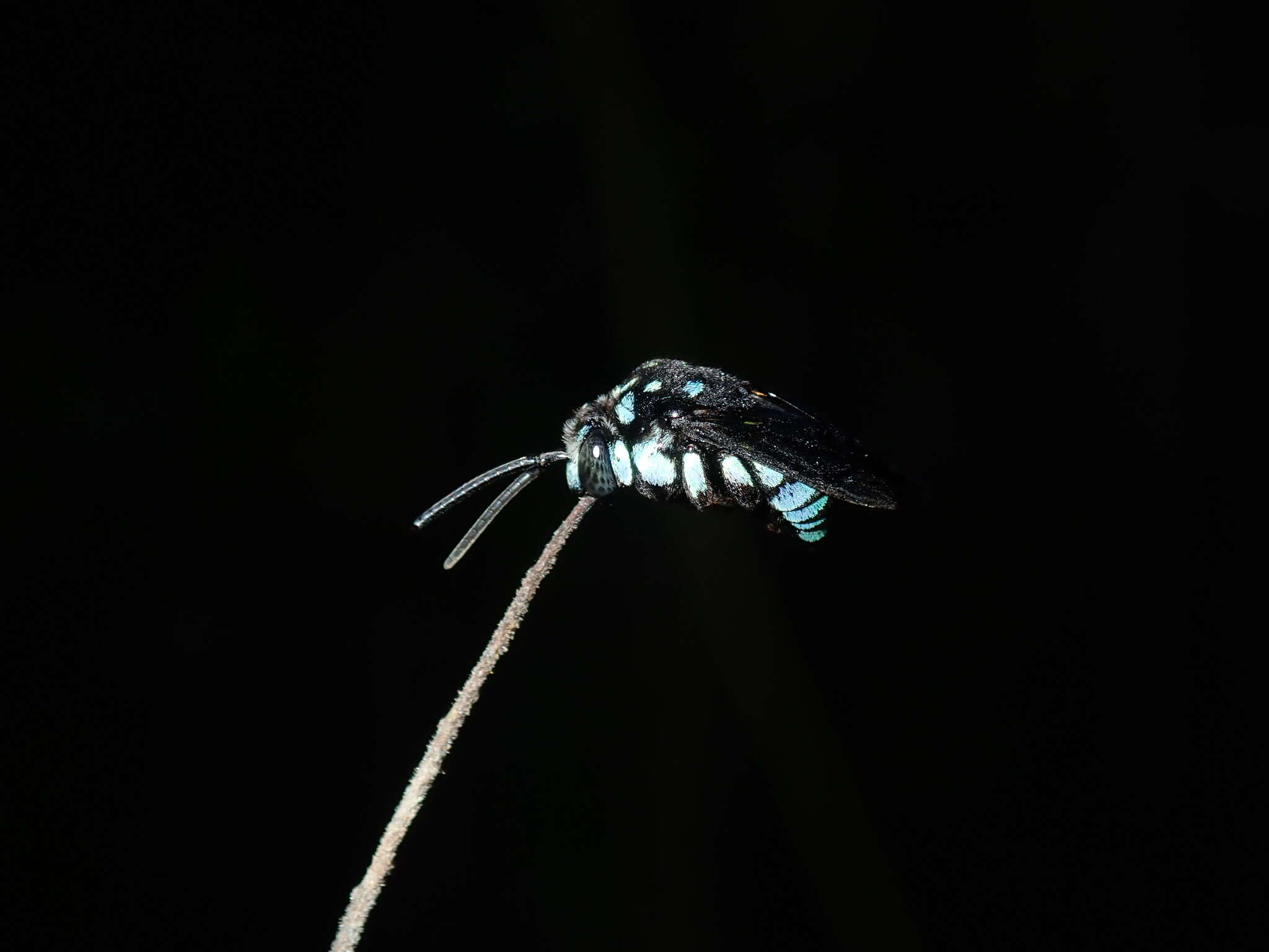 Image of Thyreus nitidulus (Fabricius 1804)