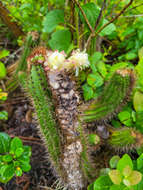 Coleocephalocereus fluminensis (Miq.) Backeb.的圖片