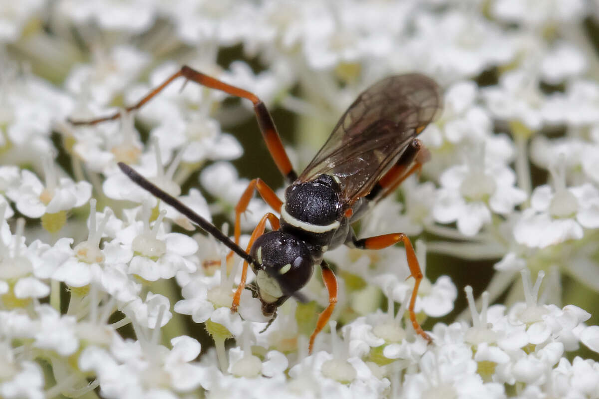 Image of Spider wasp