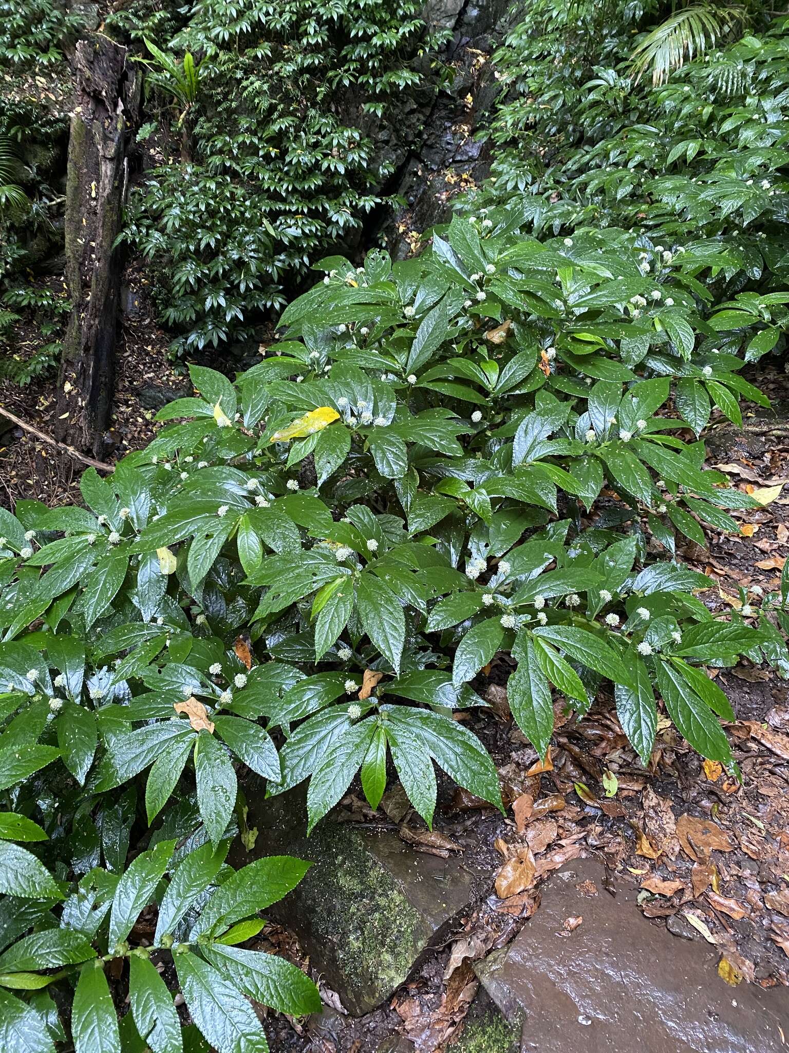 Image of Elatostema reticulatum Wedd.