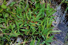 Panicum nudicaule Vasey resmi