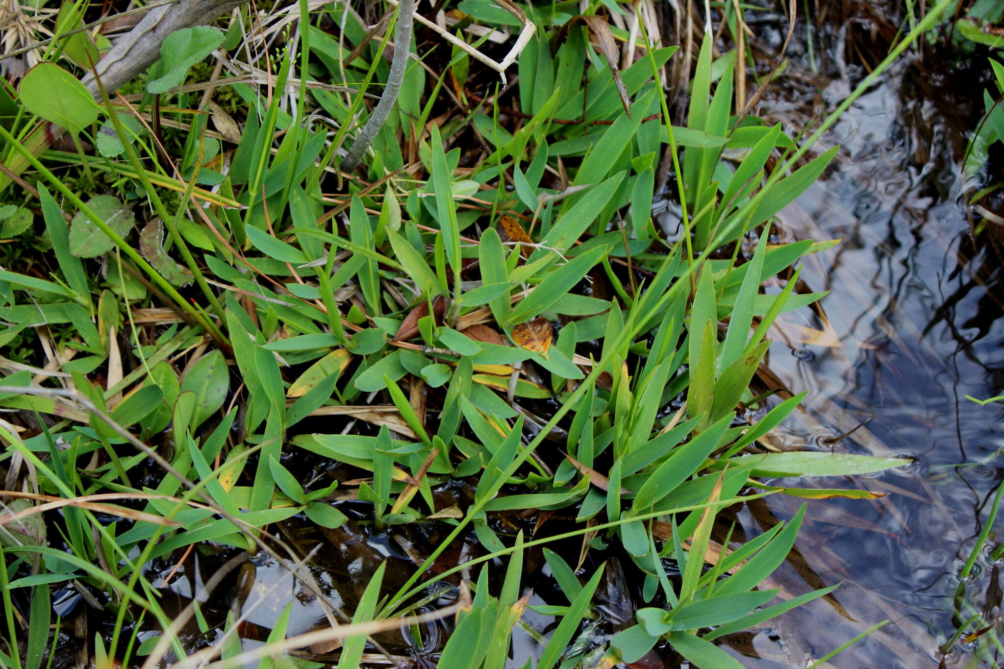 Panicum nudicaule Vasey的圖片