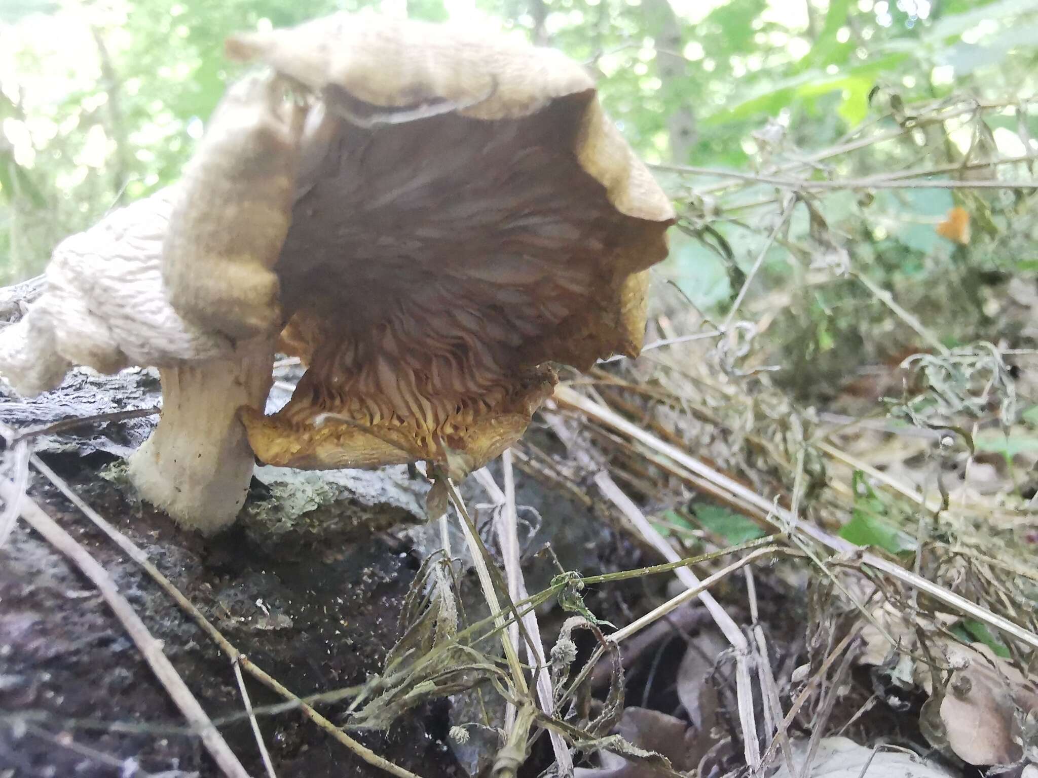 Imagem de Pleurotus cornucopiae (Paulet) Rolland 1910