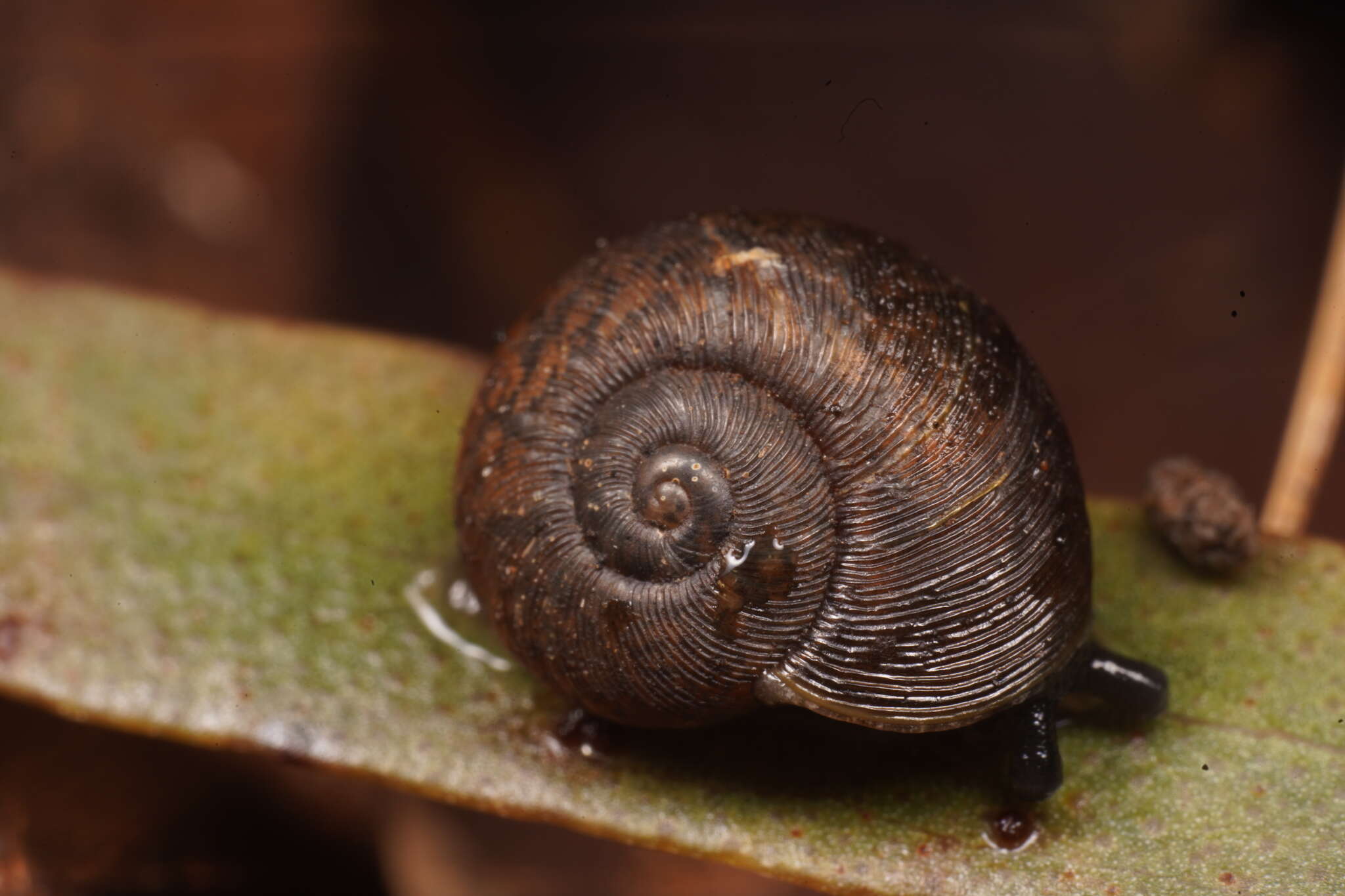 Image of Tasmaphena ruga (Legrand 1871)