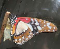 Image de <i>Graphium <i>angolanus</i></i> angolanus