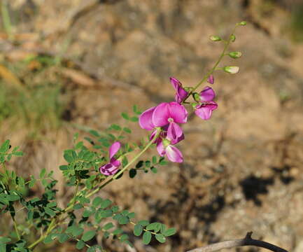 Image of Darling Pea