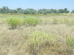 Image of <i>Onosma borysthenica</i>