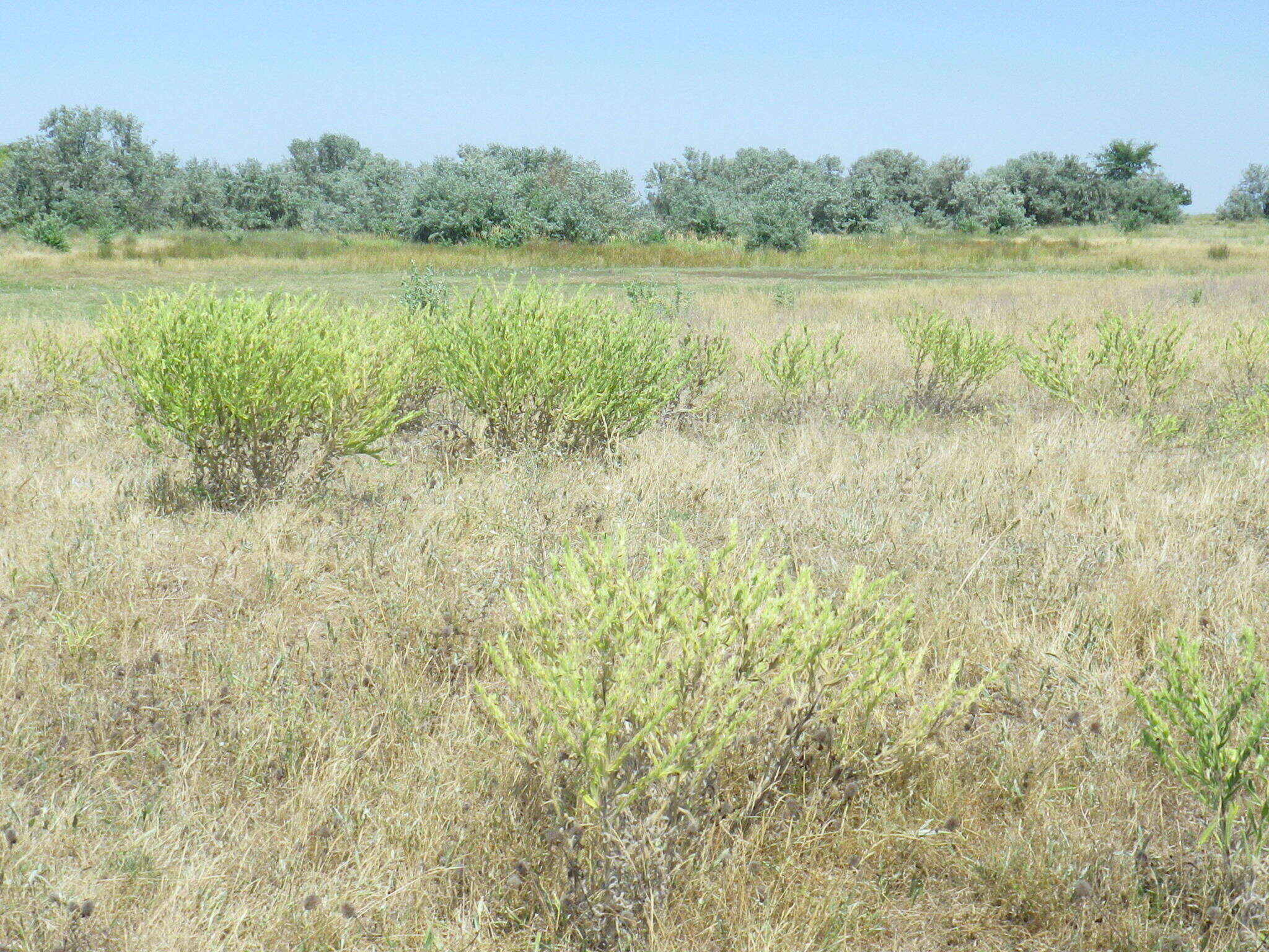 Image of <i>Onosma borysthenica</i>