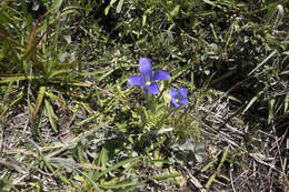 Image of Sierra fringed gentian