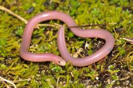 Image of Southern Blind Snake