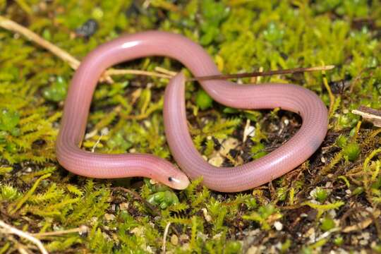 Image of Southern Blind Snake