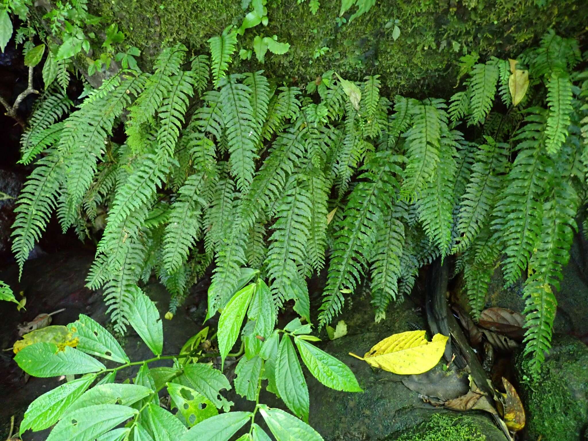 Plancia ëd Hymenasplenium unilaterale (Lam.) Hayata