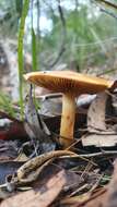 Image of Cortinarius sinapicolor Cleland 1933