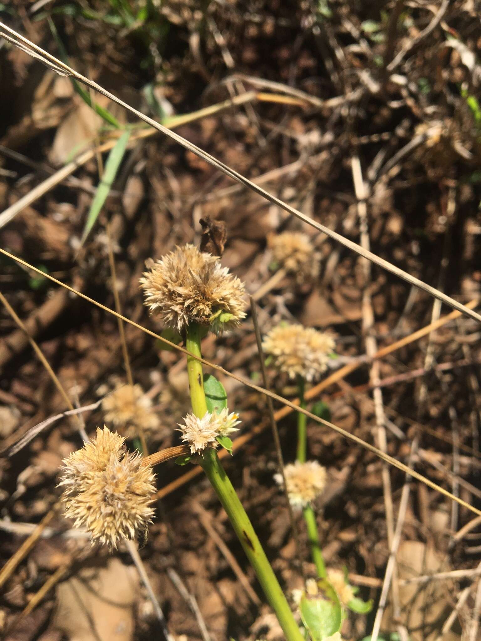 صورة Alternanthera ficoidea (L.) R. Br.