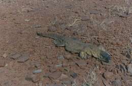 Image of White-throated Monitor