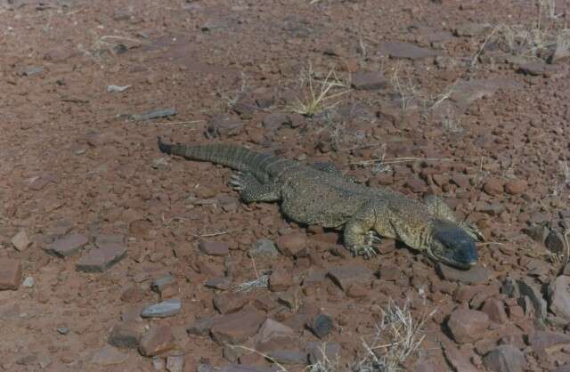 Image of White-throated Monitor