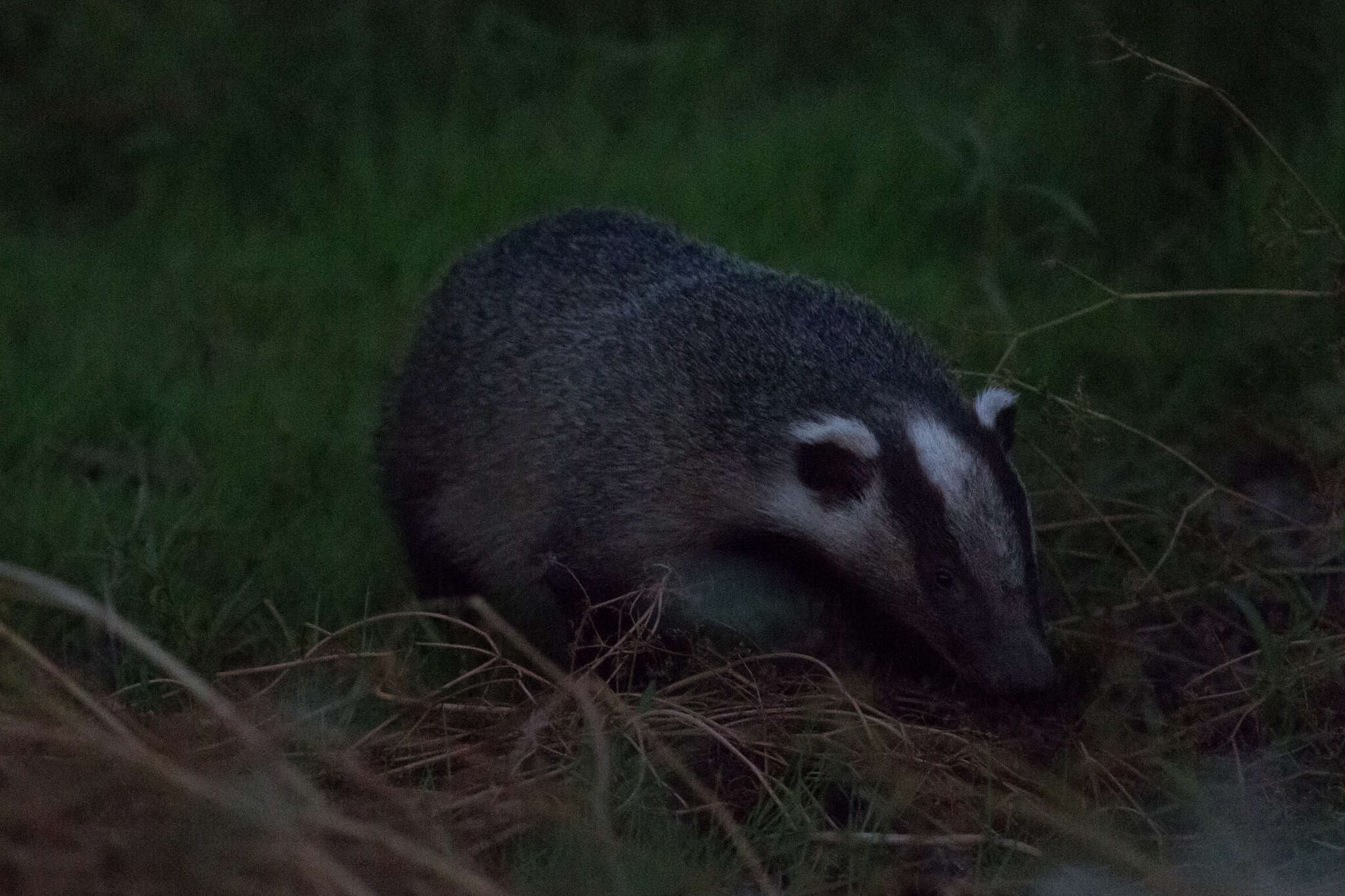 Image of Asian Badger