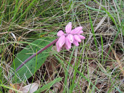 Imagem de Resnova lachenalioides (Baker) van der Merwe