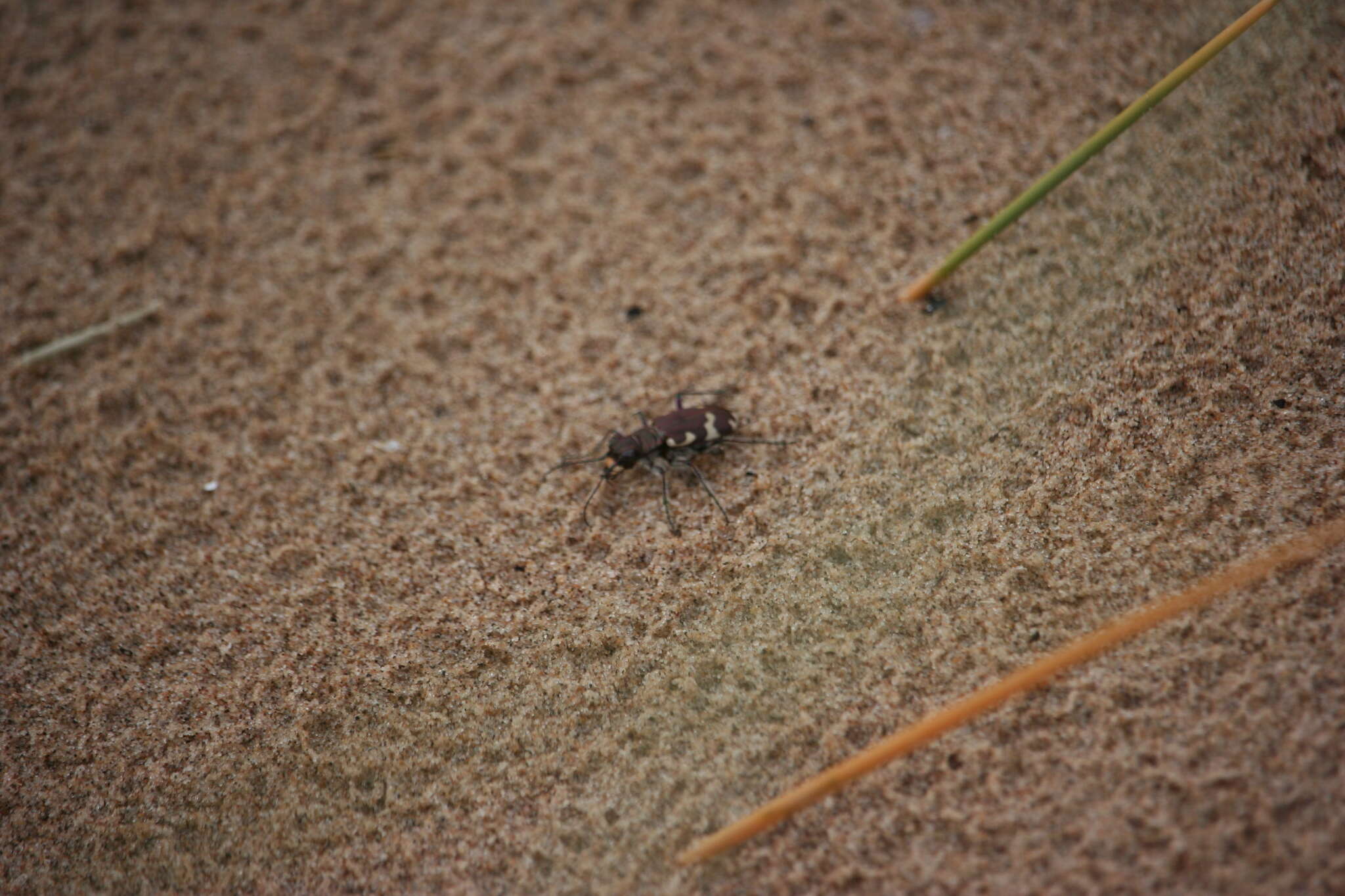 Image of Northern dune tiger beetle