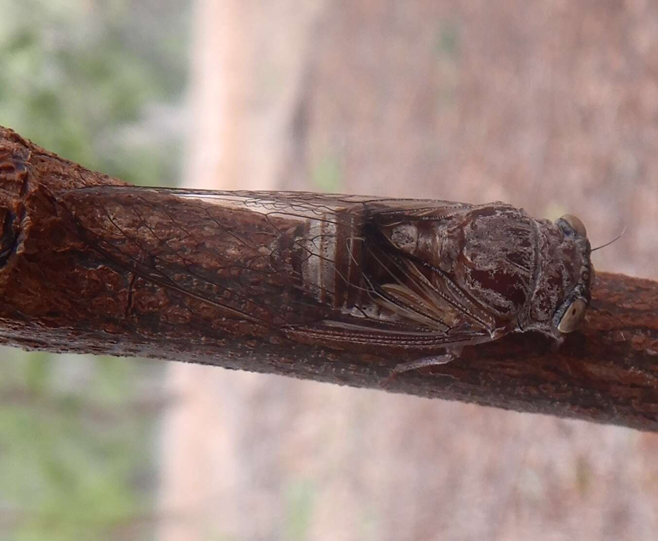 Image de Tryella rubra (Goding & Froggatt 1904)