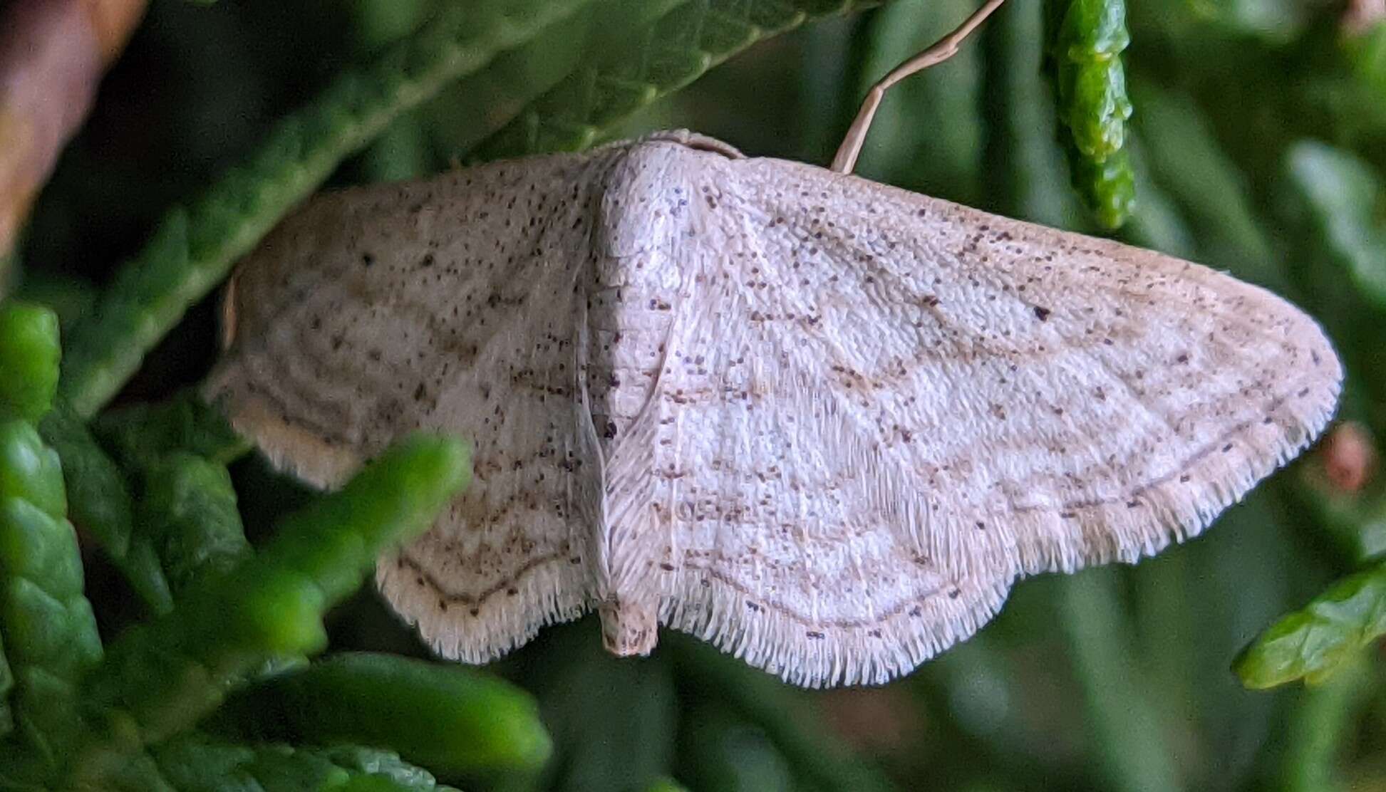 Image de Idaea elongaria Rambur 1833