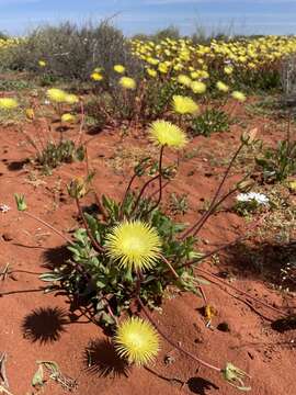 Imagem de Apatesia helianthoides (Ait.) N. E. Br.