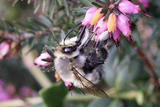 Слика од Anthophora pacifica Cresson 1879