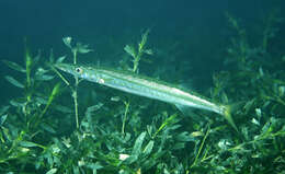 Image of Australian barracuda