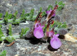 Image of Teucrium intricatum Lange