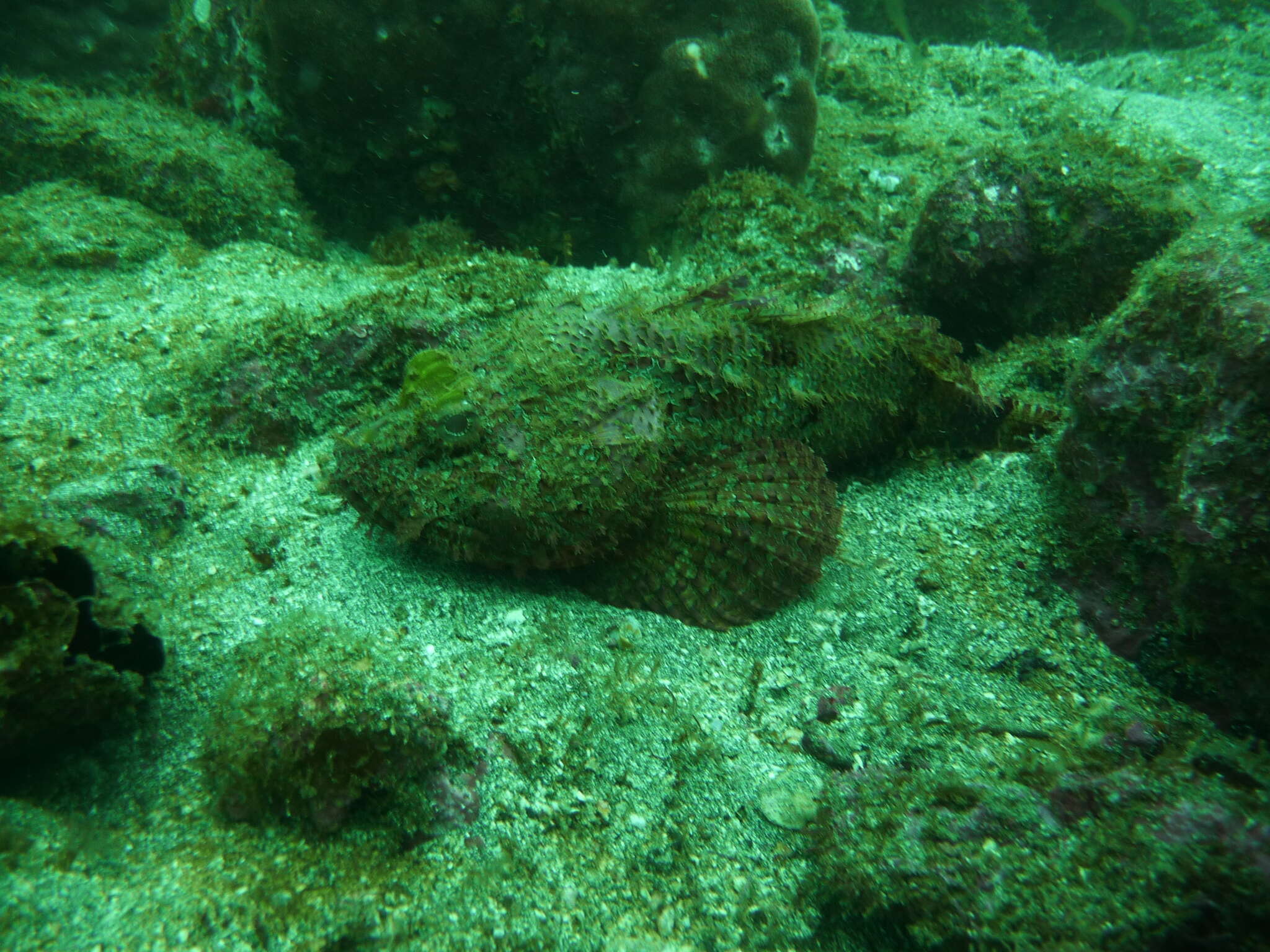 Image of Pacific Spotted Scorpionfish