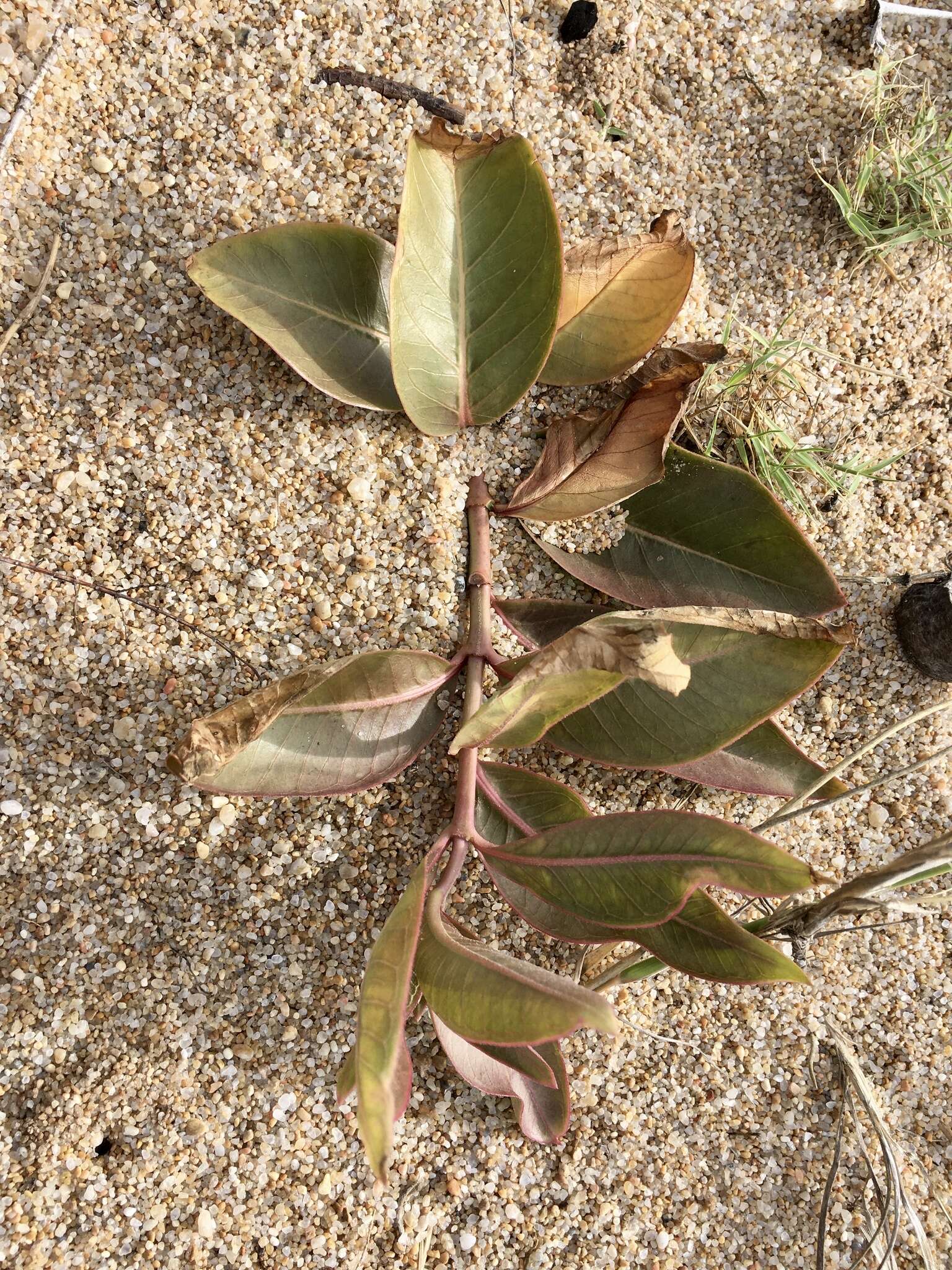 Asclepias aequicornu Fourn.的圖片