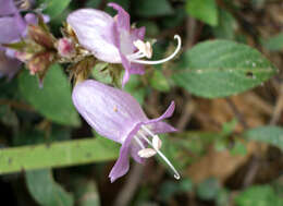 Imagem de Strobilanthes viscosus (Arnott ex Nees) T. Anders.