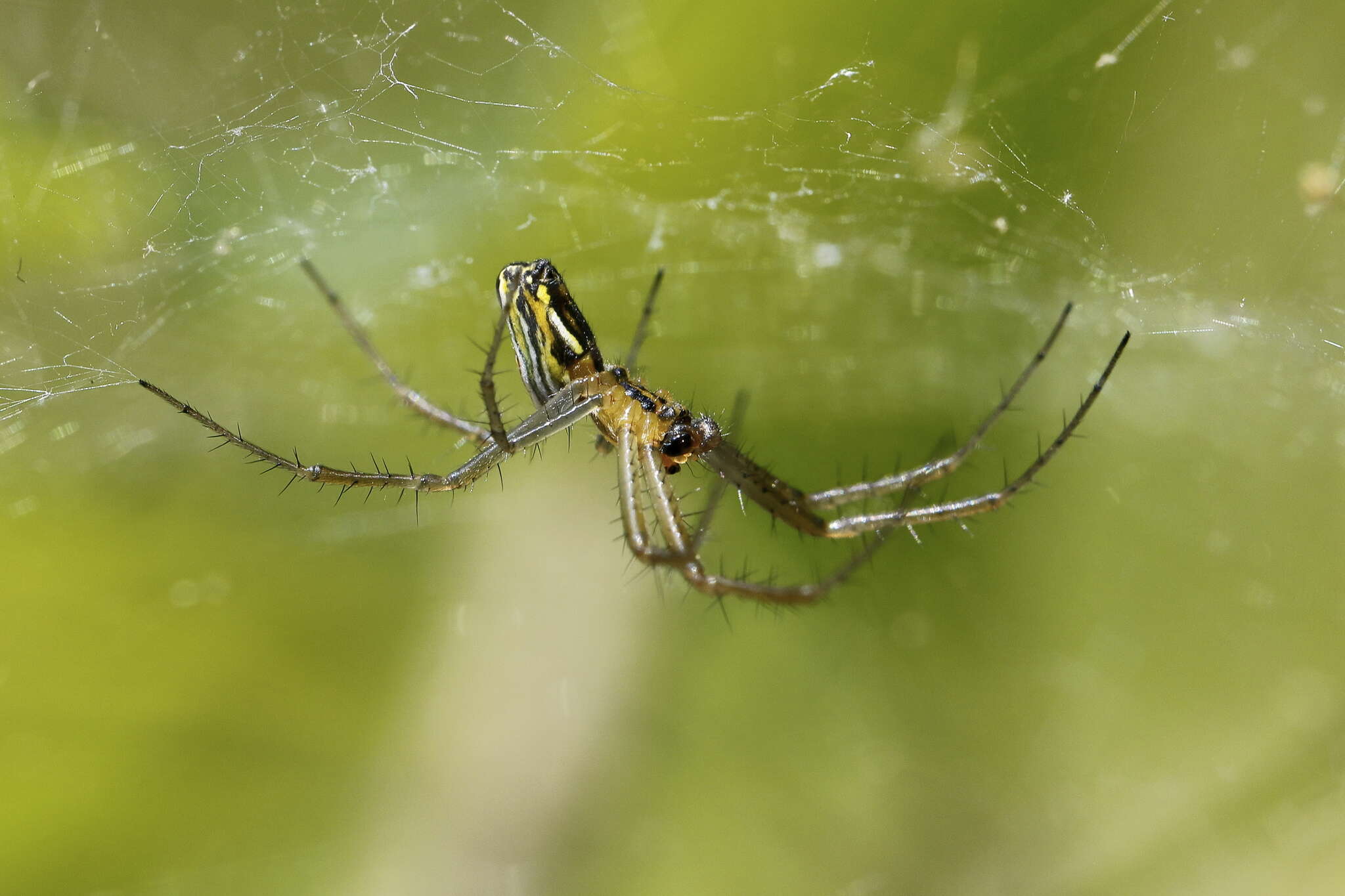 Image of Basilica Orbweaver