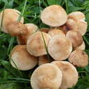 Plancia ëd Marasmius collinus (Scop.) Singer 1942