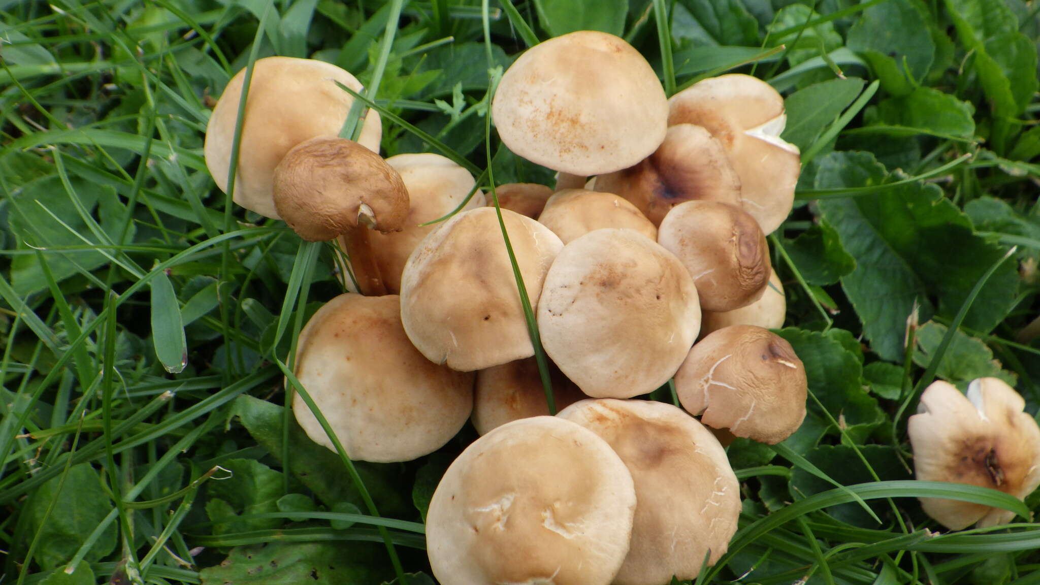 Image of Marasmius collinus (Scop.) Singer 1942