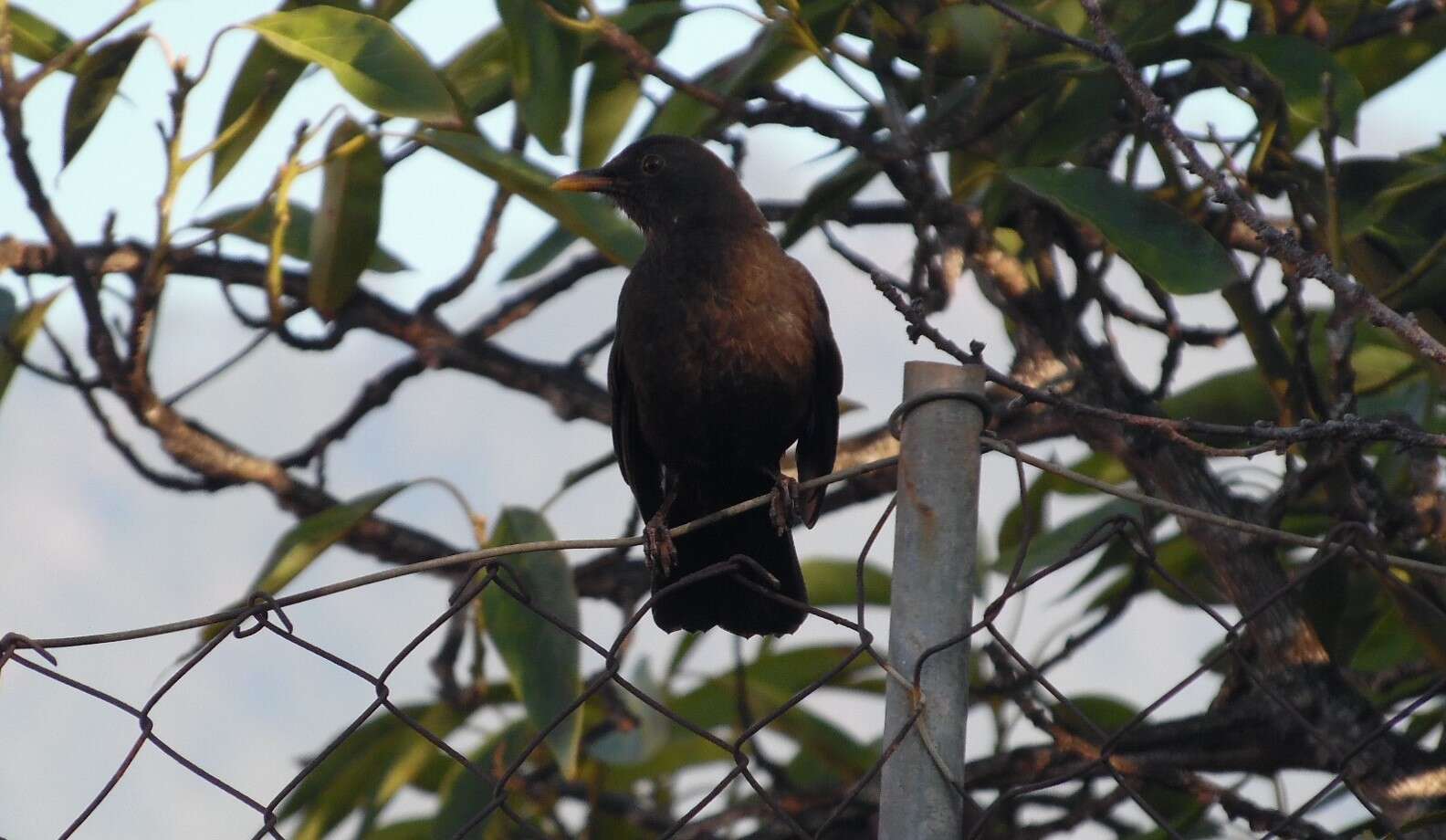 Слика од Turdus merula cabrerae Hartert 1901