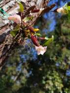 Imagem de Dendrobium angustifolium (Blume) Lindl.