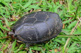 Image of Herrara’s Mud Turtle