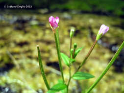 Epilobium montanum L. resmi