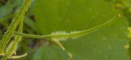 Image of white mustard