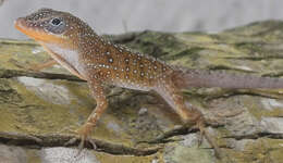 Слика од Anolis oculatus winstonorum Lazell 1962