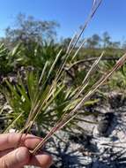 Image of Andropogon cumulicola