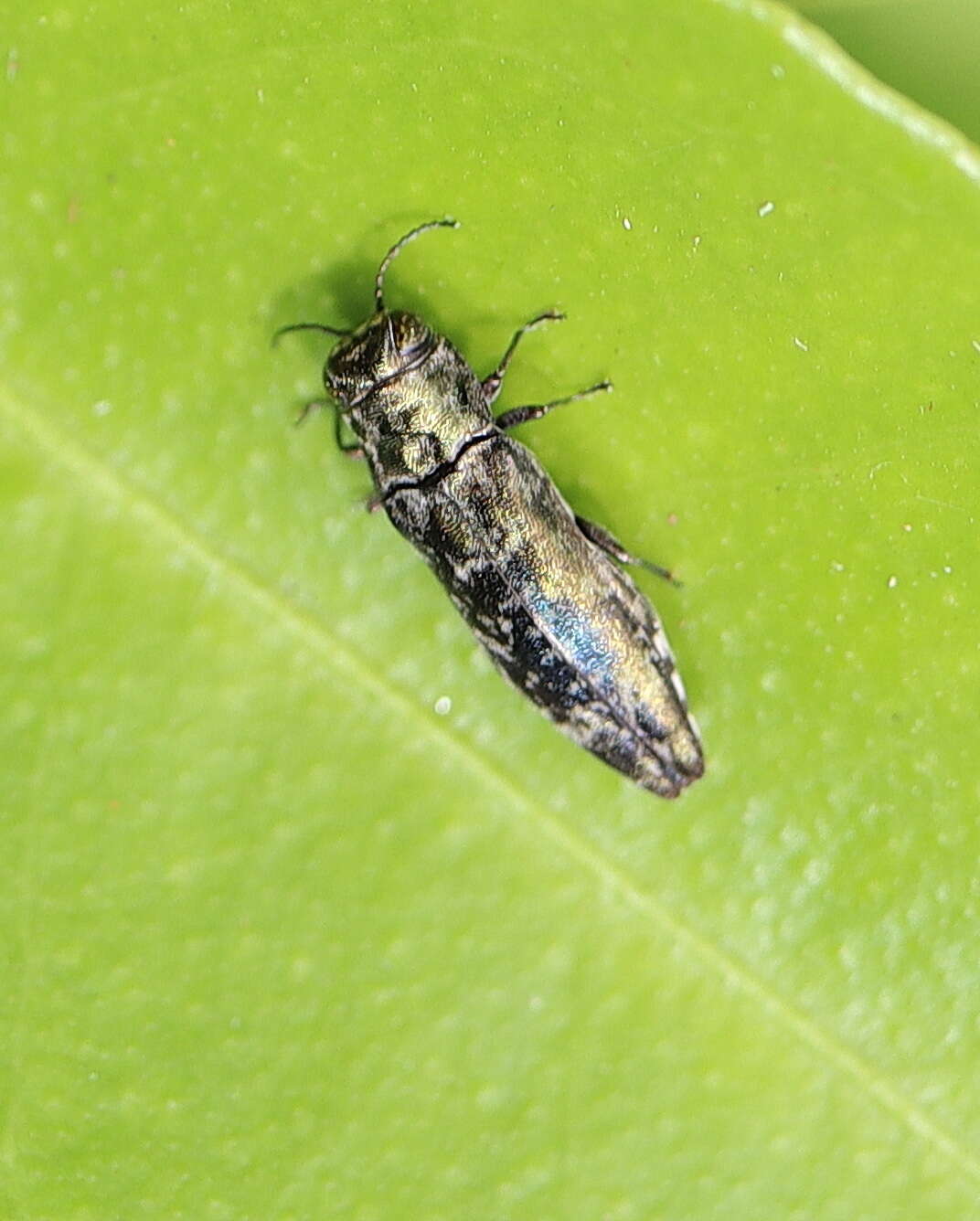 Agrilus occipitalis (Eschscholtz 1822)的圖片