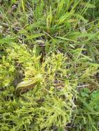 Image of Sword-grass moth