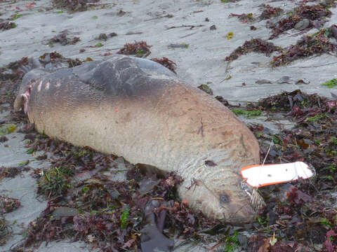 Image of northerns sea lions