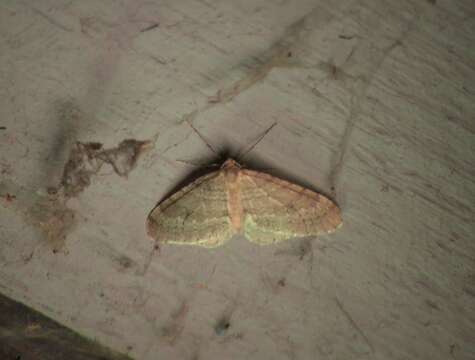 Image of northern winter moth