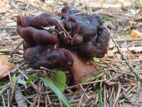 Image of Gyromitra longipes Harmaja 1979