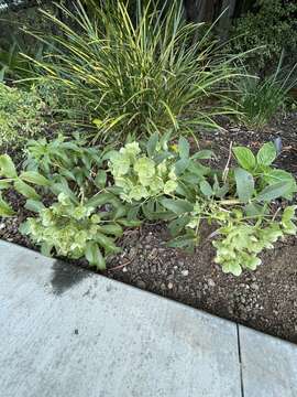 Image of Corsican hellebore